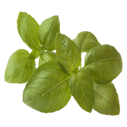 basilic